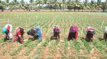 Thinning is important in Rabi crops