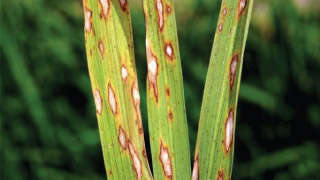 Prevention of Blast Disease in Paddy