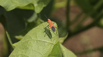 Control of red cotton bug