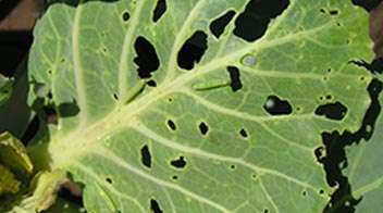 Important pest management in cabbage and cauliflower