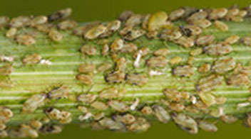 Control aphids in Cumin crop