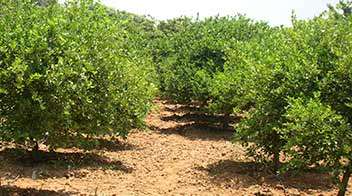 Management of Ambiya season in orange and sweet lime