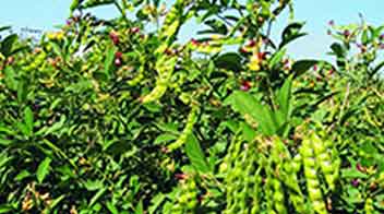 Tip for pod setting in pigeon pea
