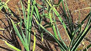 Management of yellowing and curling of leaves in Garlic crop