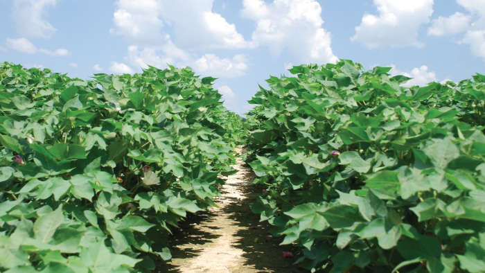 Integrated Pest Management in cotton