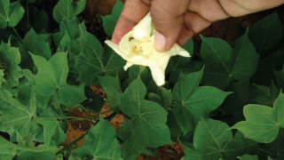 How to install of Pheromone traps in Cotton