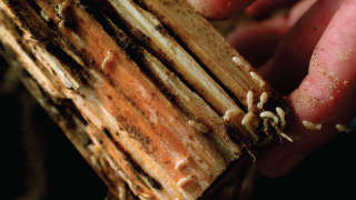 Control of Termites in Sugarcane