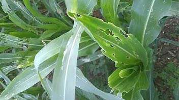 Control of fall armyworm in summer maize