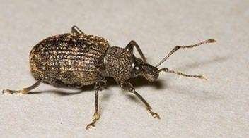 Control of Paddy root weevil