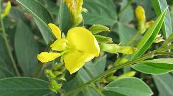 For good improvement in Tur flowering