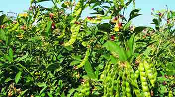 Increase pods to increase yield of Tur