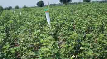 Important suggestion for use of Pheromone traps in Cotton