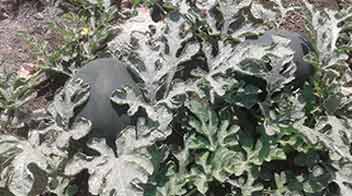 Fertilizers required for healthy growth of Watermelon