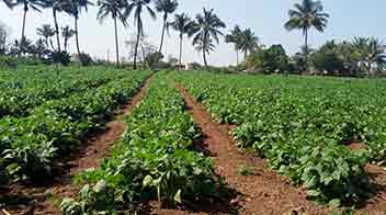 Potato fertilizer management