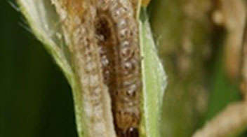 Solution for Stem borer attack in wheat