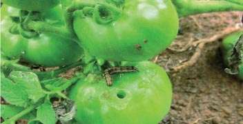 Which insecticide will you prefer for tomato fruit borer?