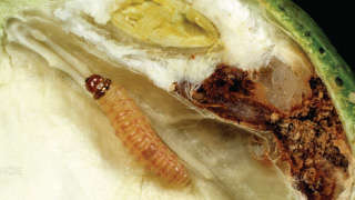Which insecticide will you prefer to spray for control of pink bollworm?