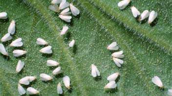 Whitefly Management on Cotton