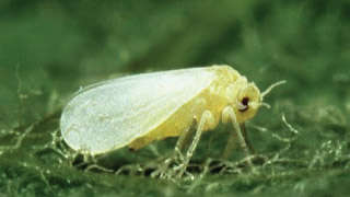 उड़द में सफेद मक्खी का प्रबंधन