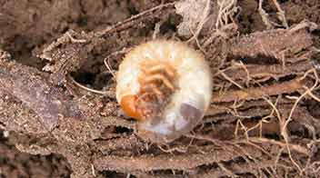 Why White Grub management is important before it's too late
