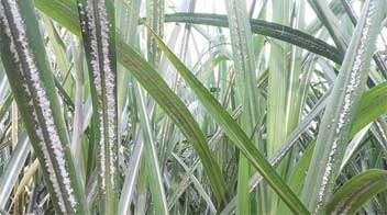 To control wooly aphids in sugarcane