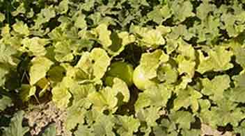 Management of yellowing of Cucurbits