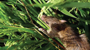 पिकांमधील उंदराचे प्रभावी नियंत्रण