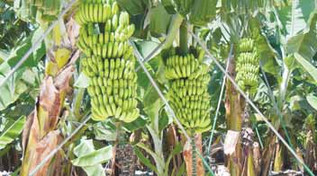 For developing vigorous bunches in Banana