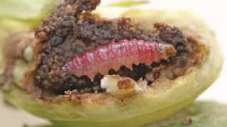Control of eggplant fruit and shoot borer