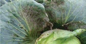 Effective insecticides for cabbage aphids.