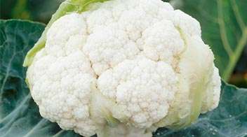 Management of nutrient deficiency in Cabbage and Cauliflower