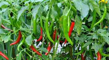 How to grow virus-free hot pepper
