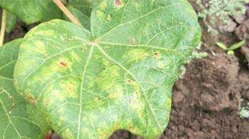How to control leaf hopper in Cotton?