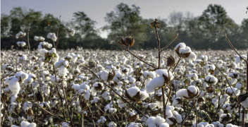 Cotton crop still in your field?