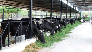 Ideal and Comfortable Cattle Shelter