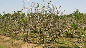 Protect figs from the rust disease