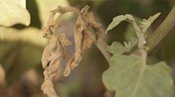 टमाटर और बैंगन की फसल में फल और शूट बोरर के नियंत्रण के लिए महत्वपूर्ण सुझाव