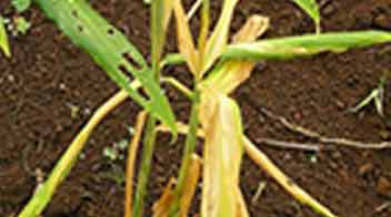 Control young leaves from yellowing in Ginger and Turmeric crops