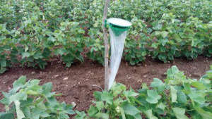 Integrated pest management in cotton