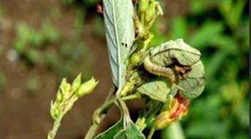 अरहर की फसल में पत्ते लपेट कीट का प्रबंधन