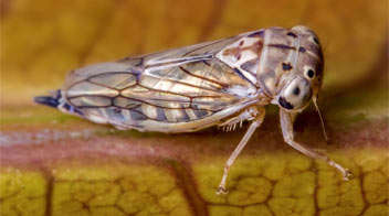 Management of leaf hopper in Mango