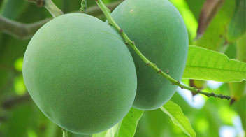For good growth of mango fruits