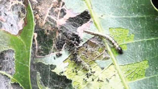 Infestation of Mango leaf Webber in fruits