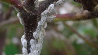 Advice to help control Mealybugs in Cotton