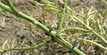 Know this pest damaging the mustard crop.