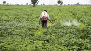 What time of day will you spray the insecticides?