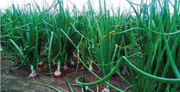 Integrated Management of Pests in Onion Crops