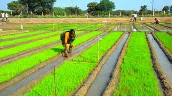 Paddy Nursery Diseases Management