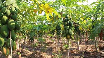Simple tip for fruit development in Papaya