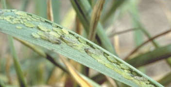 Sometimes this insect pest may also be observed in wheat.